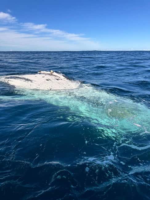 Byron Bay: Whale Watching Tour - Is $92 good value?
