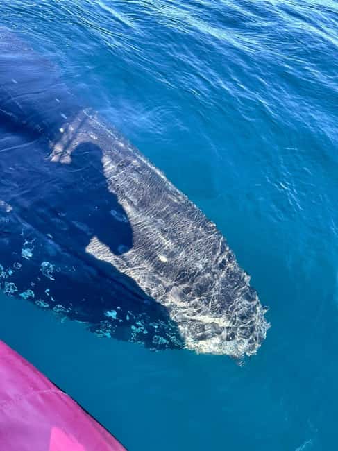 Byron Bay: Whale Watching Tour - Who should book this whale tour?