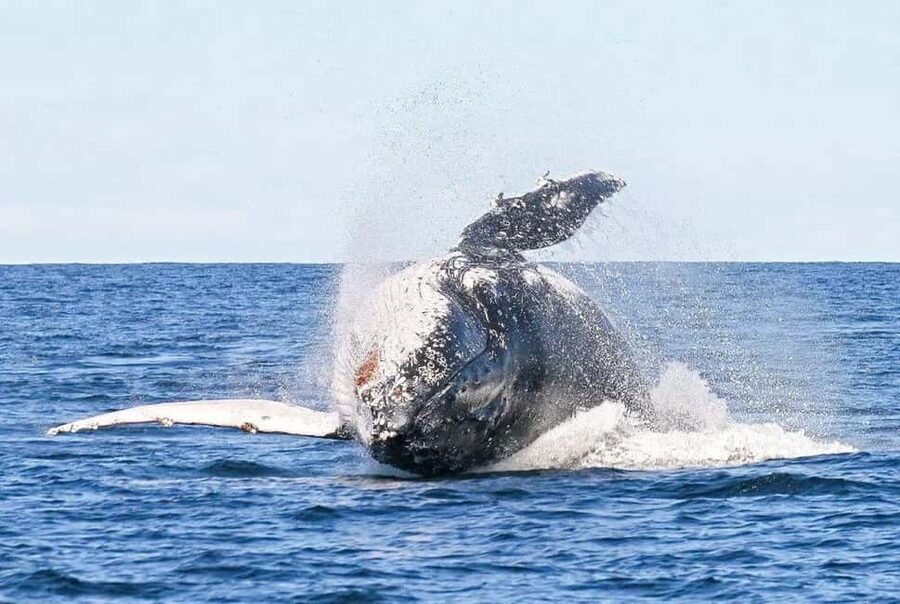 Byron Bay: Whale Watching Tour - Up to two hours in Cape Byron Marine Park