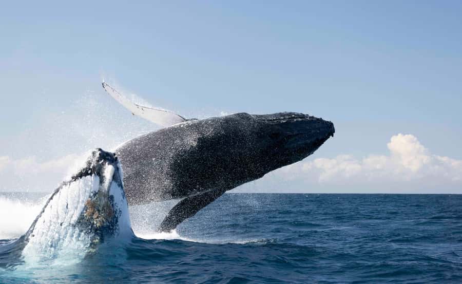 Byron Bay Whale Watching with Marine Biologist - Key things to know before you go