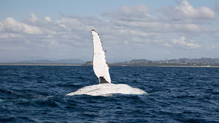 Byron Bay Whale Watching with Marine Biologist - Hearing whale song with the hydrophone