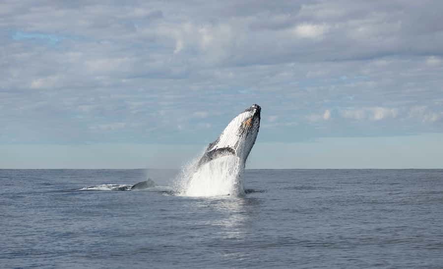 Byron Bay Whale Watching with Marine Biologist - Why the 12-person format matters
