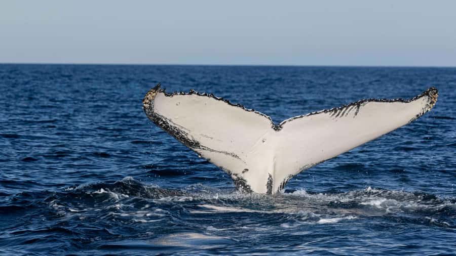Byron Bay Whale Watching with Marine Biologist - Is $91 a fair price?