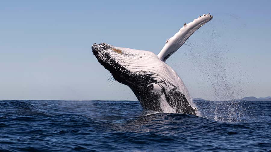 Byron Bay Whale Watching with Marine Biologist - Timing, weather, and the practical details
