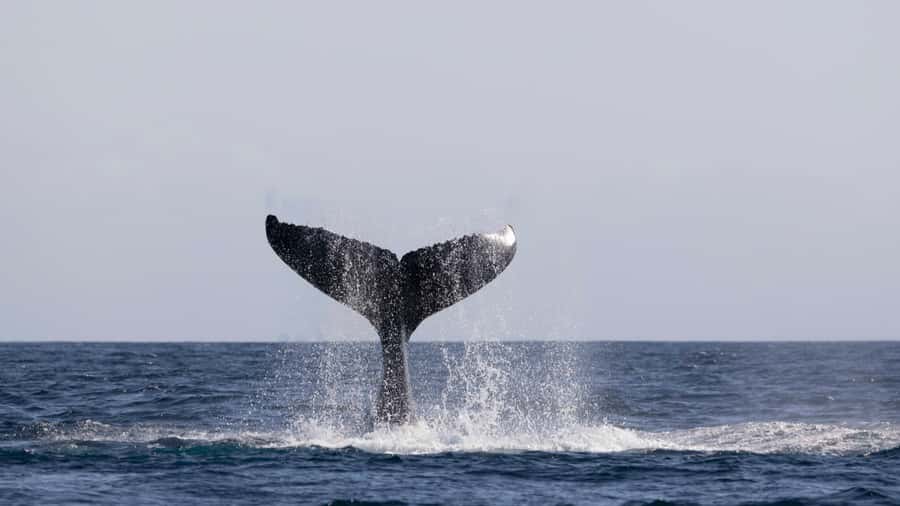 Byron Bay Whale Watching with Marine Biologist - Should you book this whale watching cruise?
