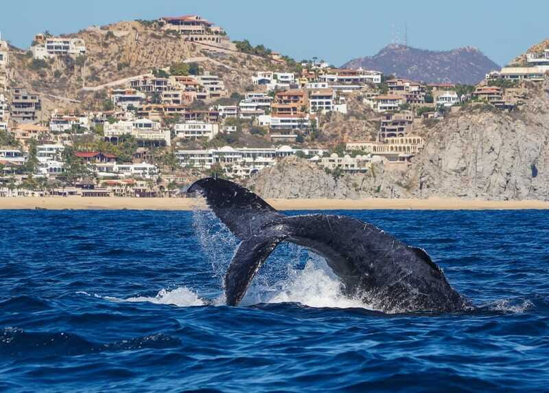 Cabo San Lucas: 2.5-Hour Whale Watching Tour - The Arch and sea lions round out the boat ride