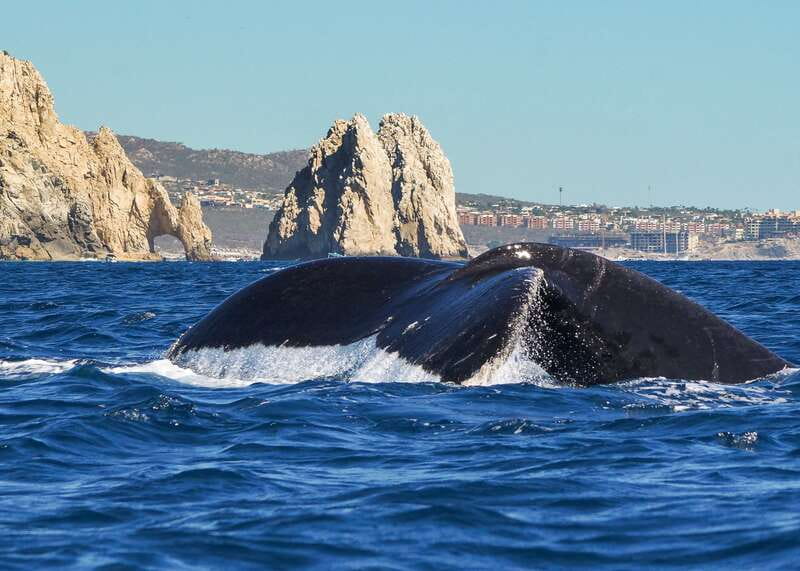 Cabo San Lucas: 2.5-Hour Whale Watching Tour - Ten people is a useful group limit