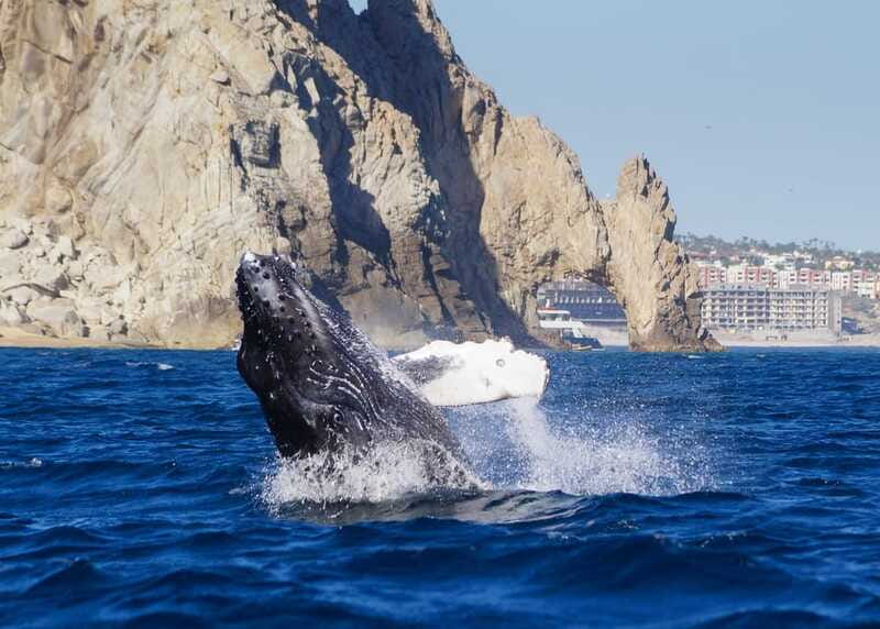Cabo San Lucas: 2.5-Hour Whale Watching Tour - What to wear for a 2.5-hour boat trip