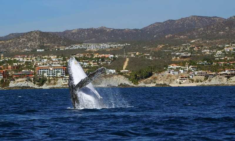 Cabo San Lucas: 2.5-Hour Whale Watching Tour - Is $109 a good value in Cabo?