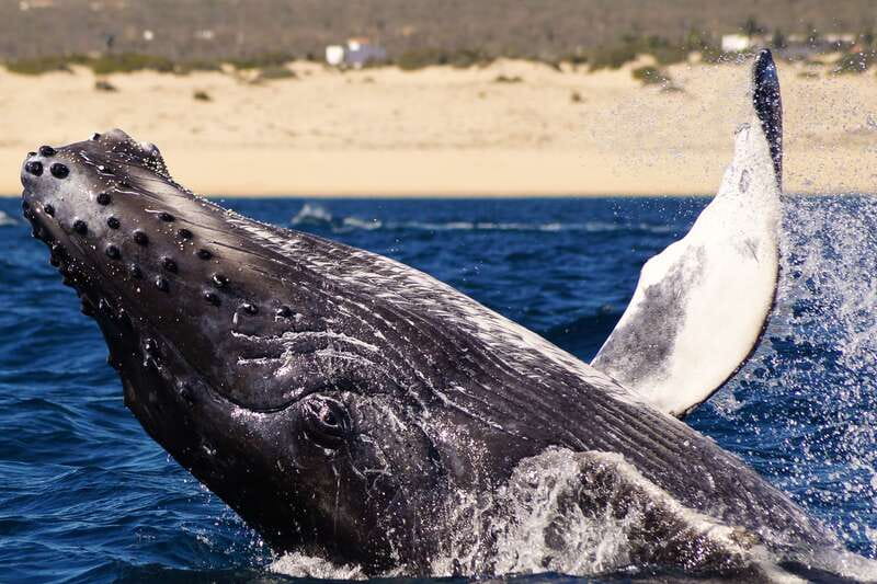 Cabo San Lucas: 2.5-Hour Whale Watching Tour - A marine biologist changes the way you see the water