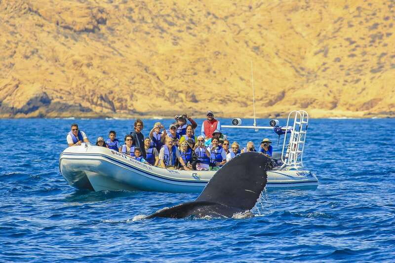 Cabo San Lucas: 2-Hour Whale Watching Adventure - Why the Cabo whale season matters
