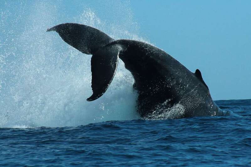Cabo San Lucas: 2-Hour Whale Watching Adventure - Boarding the high-speed inflatable boat