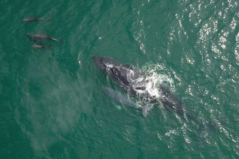 Cabo San Lucas: 2-Hour Whale Watching Adventure - Watching whales and dolphins at close range