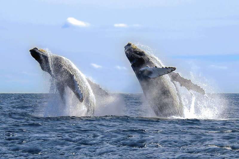 Cabo San Lucas: 2-Hour Whale Watching Adventure - Hearing whales through the hydrophone