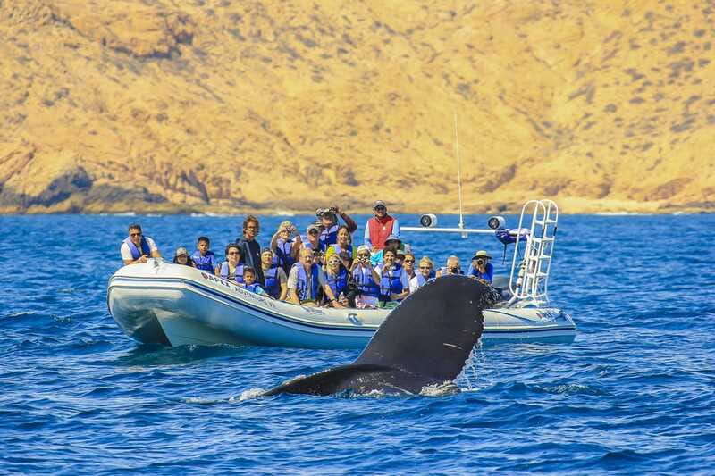 Cabo San Lucas: 2-Hour Whale Watching Adventure - Practical tips for a better whale-watching morning