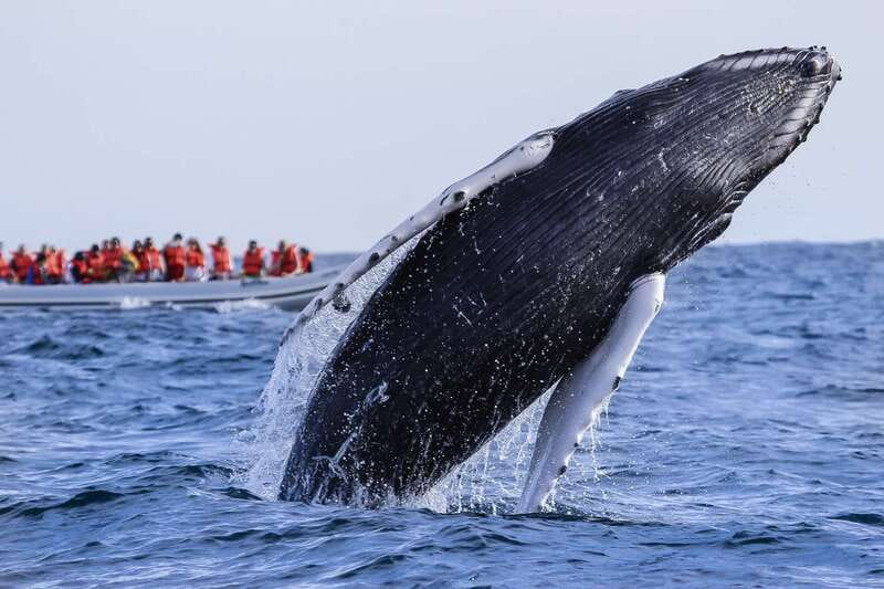 Cabo San Lucas: 2-Hour Whale Watching Adventure - Starting with the van transfer