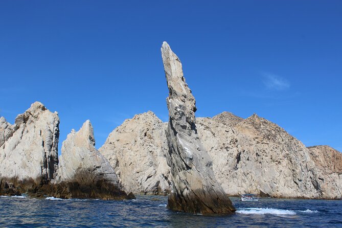 Cabo San Lucas Humpback Whale Watching Tour - Is $99 a fair price?