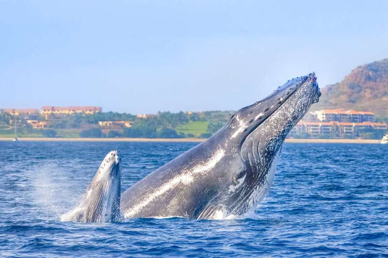 Cabo San Lucas: Luxury Catamaran Whale Watching Experience - Why this Cabo whale watch feels different