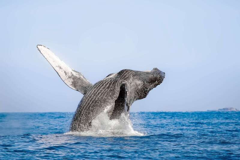 Cabo San Lucas: Luxury Catamaran Whale Watching Experience - Cruising past the Arch and Cabo coastline