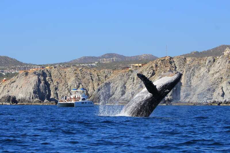 Cabo San Lucas: Luxury Catamaran Whale Watching Experience - Searching for humpback whales in open water