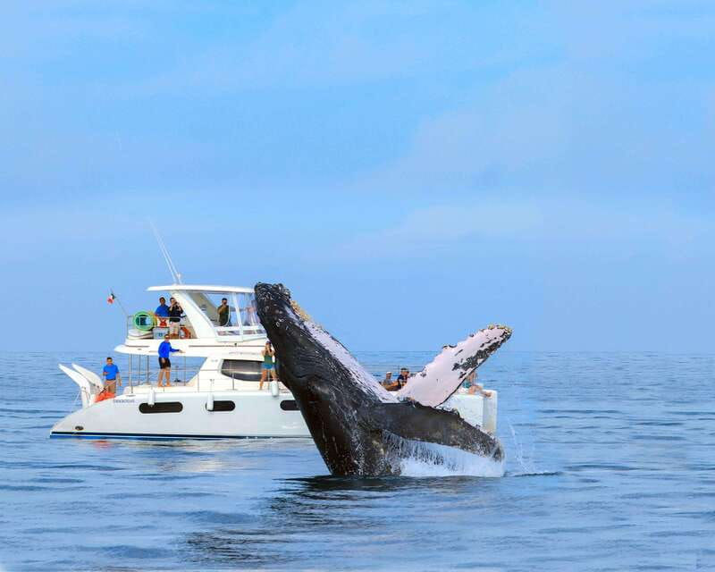 Cabo San Lucas: Luxury Catamaran Whale Watching Experience - Appetizers, open bar, and the value of the $129 price