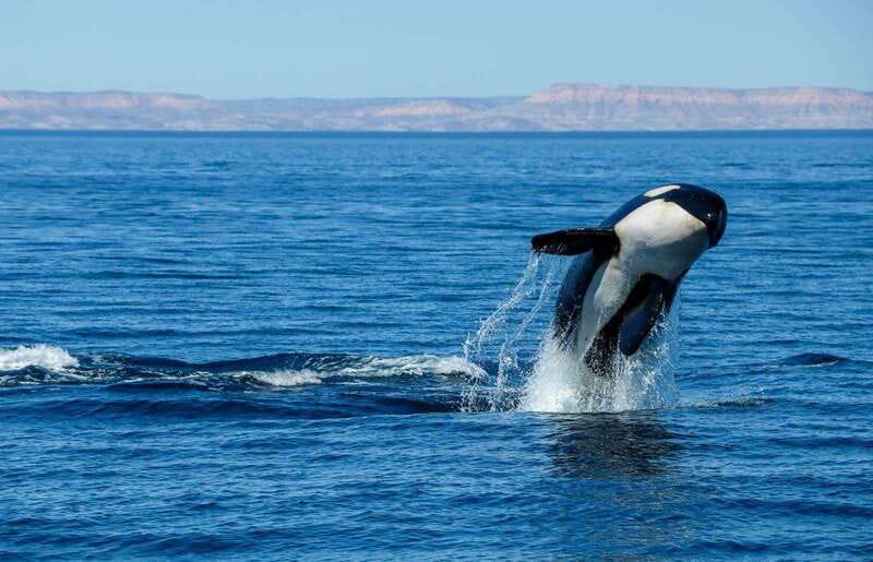 Cabo San Lucas: Luxury Catamaran Whale Watching Experience - Timing, transport, and who should book