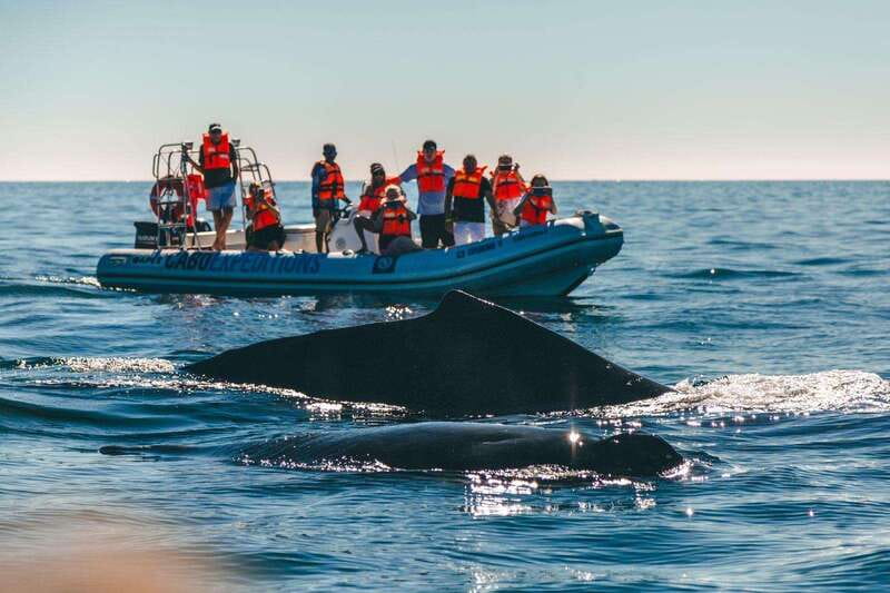 Cabo San Lucas: Up-Close Whale Watching Small-Group Tour - Who should book this experience