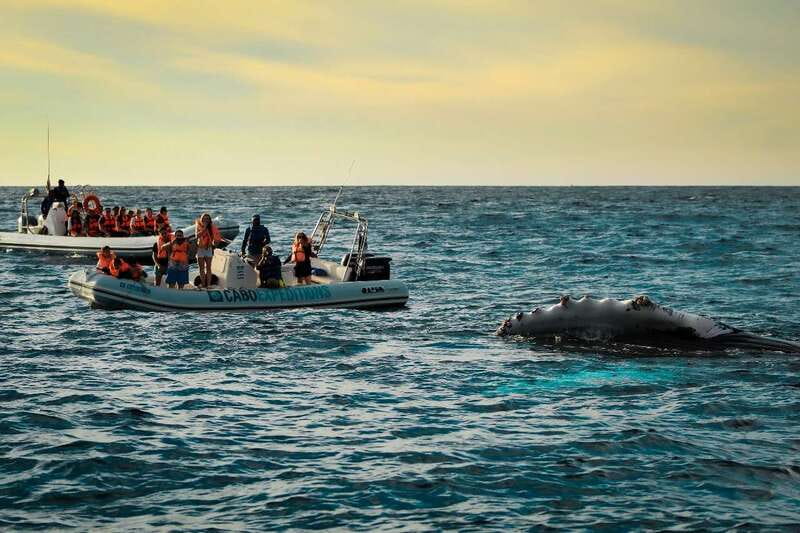 Cabo San Lucas: Up-Close Whale Watching Small-Group Tour - Searching the Pacific and Sea of Cortez