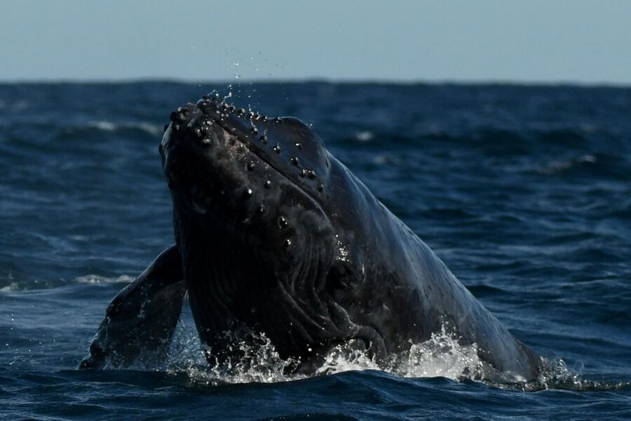 Cabo San Lucas: Up-Close Whale Watching Small-Group Tour - What you might see during the 1.5-hour wildlife period