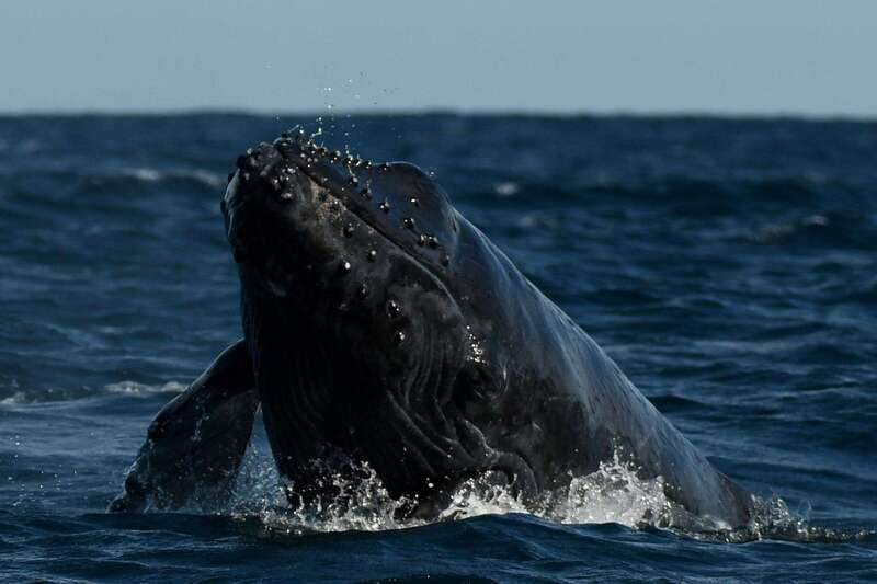 Cabo San Lucas: Up-Close Whale Watching Small-Group Tour - Getting close without crowding the animals
