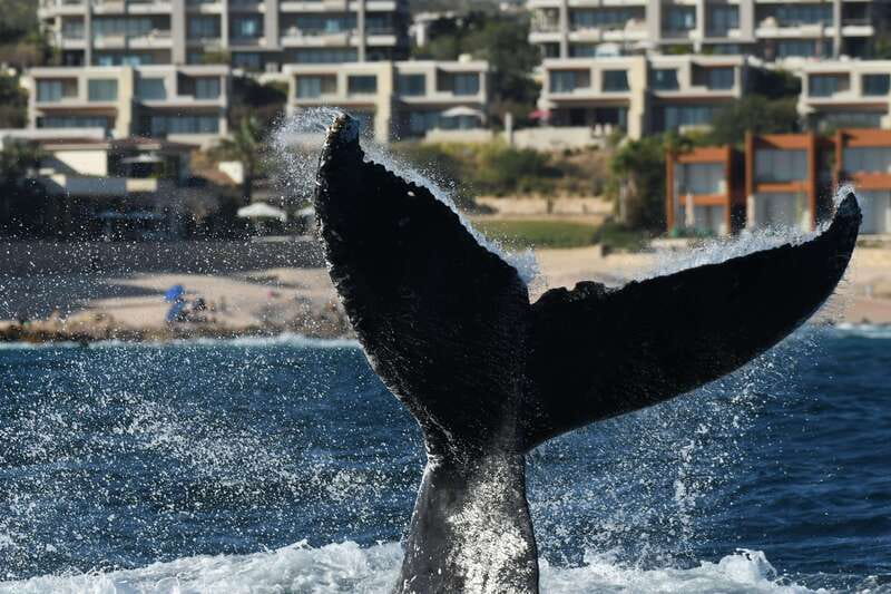 Cabo San Lucas: Up-Close Whale Watching Small-Group Tour - The guides make the difference