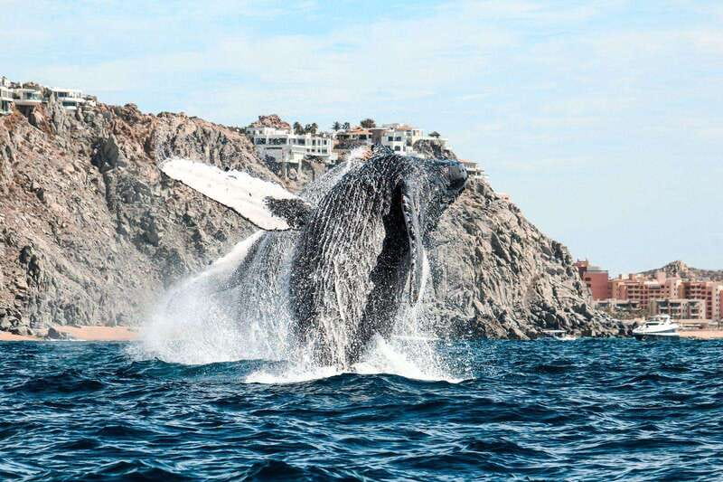 Cabo San Lucas: Up-Close Whale Watching Small-Group Tour - How the $115 price measures up