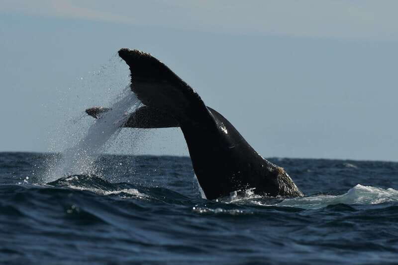 Cabo San Lucas: Up-Close Whale Watching Small-Group Tour - What to wear and pack for the Zodiac