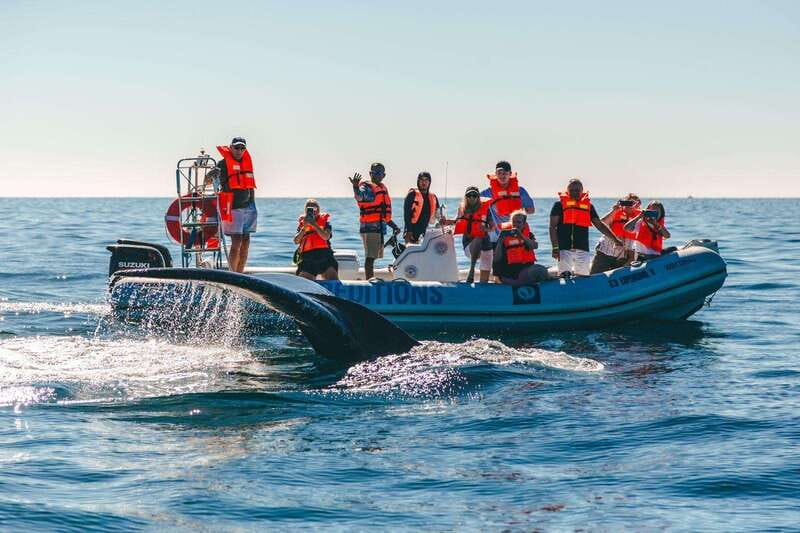 Cabo San Lucas: Up-Close Whale Watching Small-Group Tour - From La Terminal de Cabo to open water