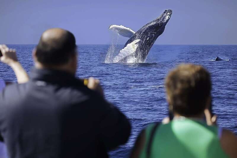 Cabo San Lucas: Whale Watching Breakfast Cruise - A breakfast cruise with Cabo’s best opening view