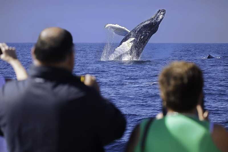 Cabo San Lucas: Whale Watching Breakfast Cruise - Two hours that move from Arch views to whale search