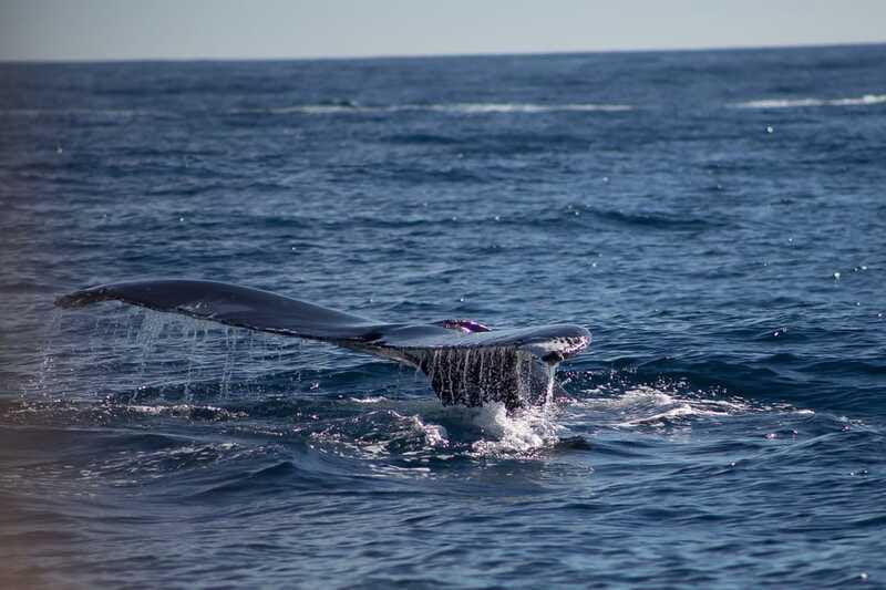 Cabo San Lucas: Whale Watching Breakfast Cruise - The onboard photo offer deserves caution