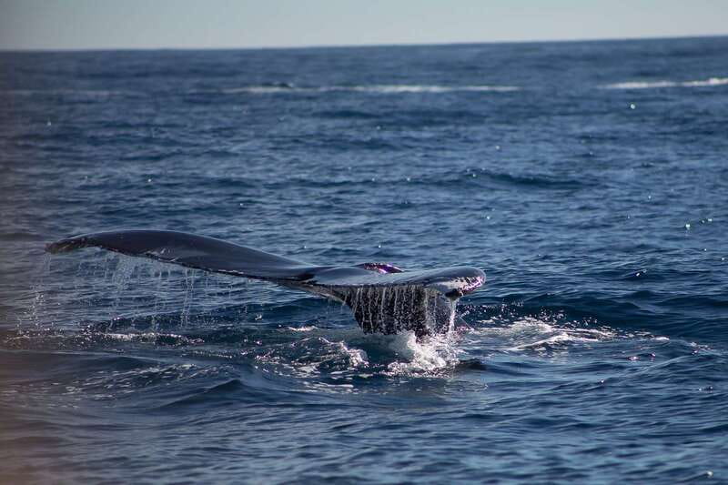 Cabo San Lucas: Whale Watching Breakfast Cruise - What breakfast looks like at sea
