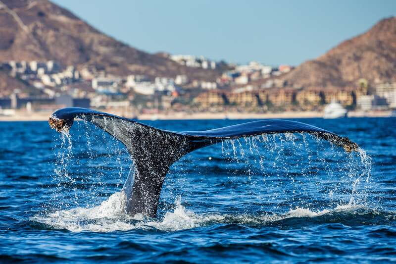 Cabo San Lucas: Whale Watching Catamaran Experience - Is $101 a fair price?