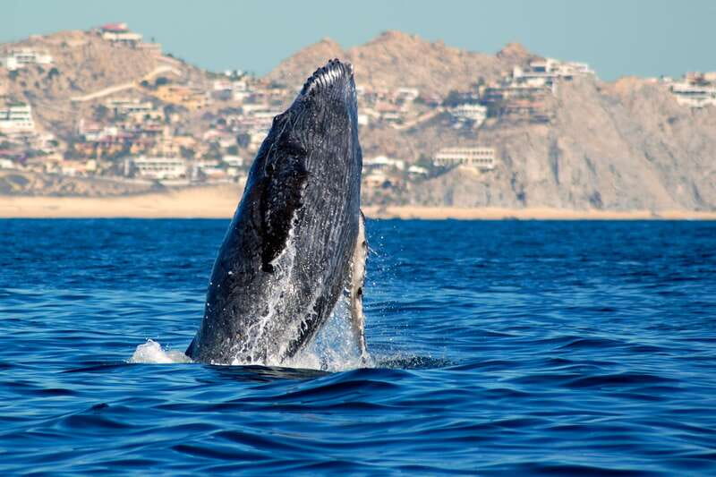 Cabo San Lucas: Whale Watching Catamaran Experience - What the two-hour itinerary feels like