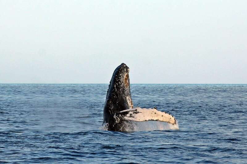Cabo San Lucas: Whale Watching Experience on Catamaran - Why Cabo is a good place to watch whales