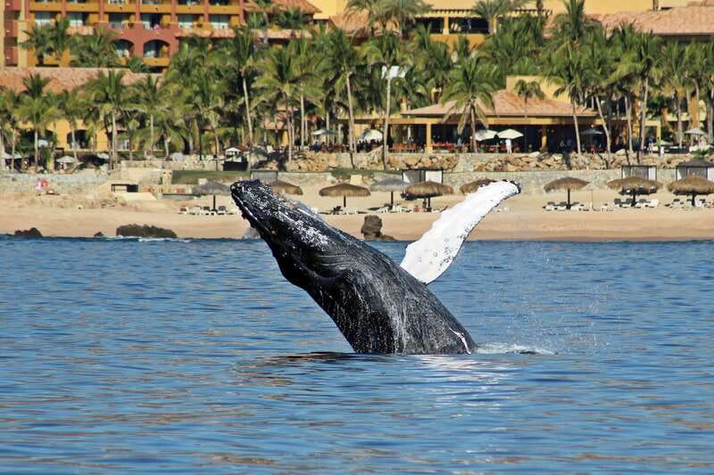 Cabo San Lucas: Whale Watching Experience on Catamaran - A note about the two-hour and four-hour timings