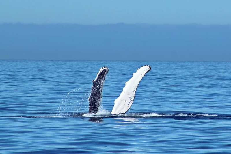 Cabo San Lucas: Whale Watching Experience on Catamaran - Meeting the Arch, Lover’s Beach, and Land’s End