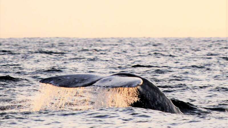 Cabo San Lucas: Whale Watching Experience on Catamaran - Is $101 a fair price?
