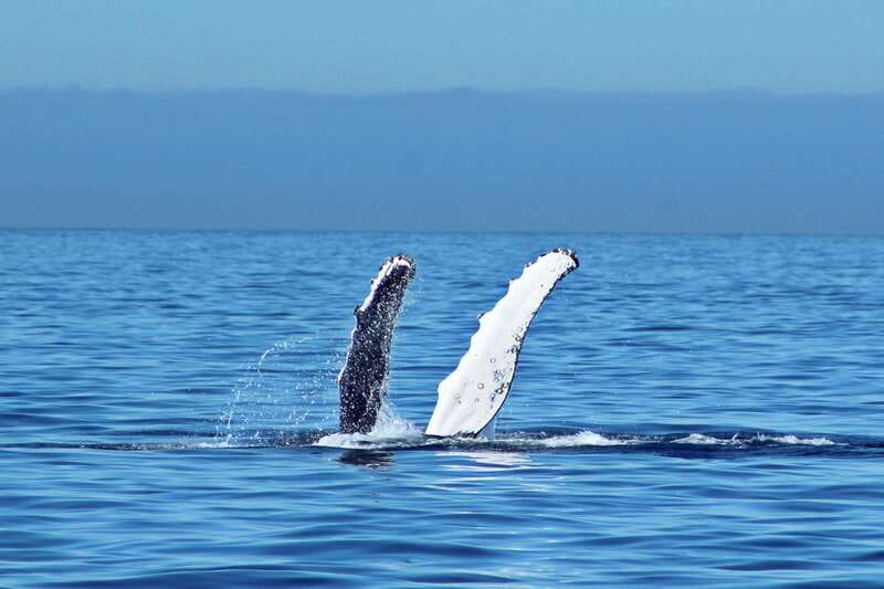 Cabo San Lucas: Whale Watching Experience on Catamaran - Leaving Cabo San Lucas for the Pacific