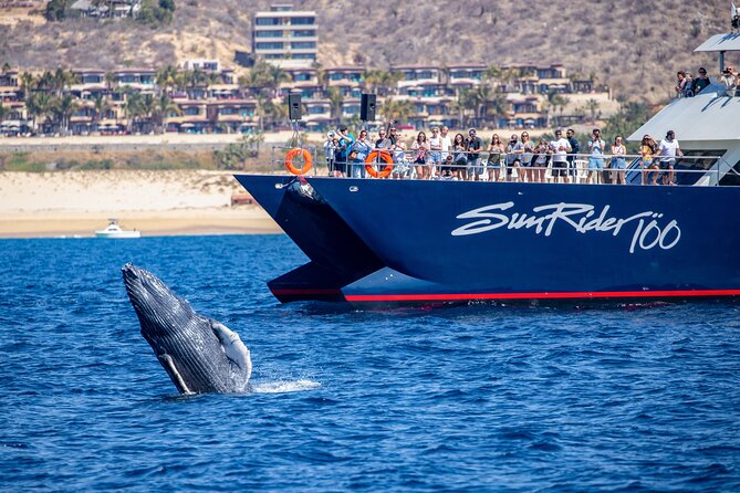 Cabo San Lucas Whale Watching Lunch Cruise - Music, dancing, and the ride back