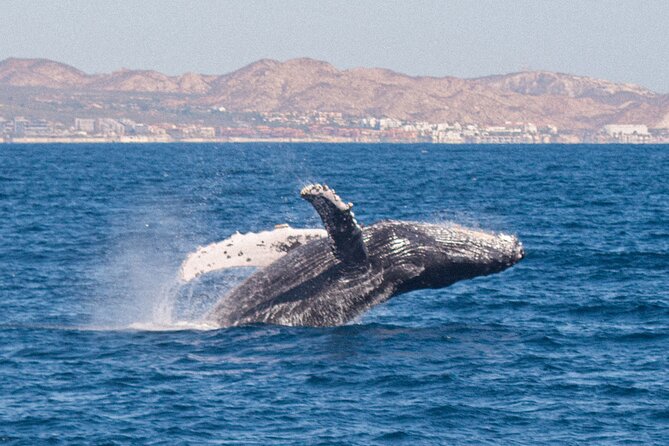 Cabo San Lucas Whale Watching Lunch Cruise - Boat comfort, crowd size, and accessibility