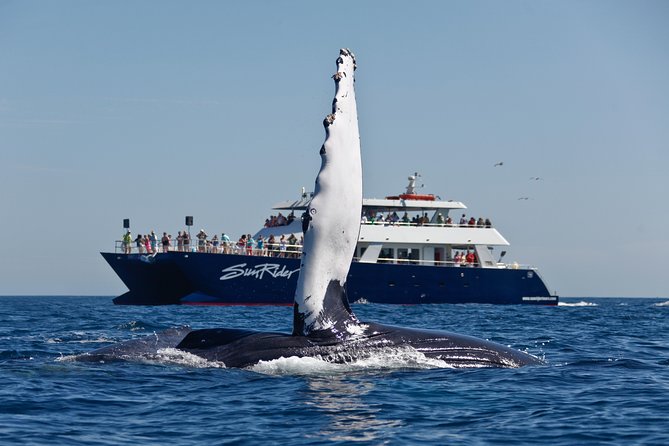 Cabo San Lucas Whale Watching Lunch Cruise - Searching the Pacific for gray and humpback whales
