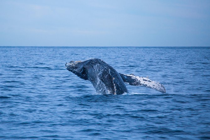 Cabo Whale Watch Three-Level Vessel and Majestic Arch - Sailing along the desert coast
