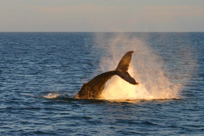 Cabo Whale Watch Three-Level Vessel and Majestic Arch - Who will enjoy this Caborey outing